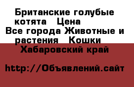 Британские голубые котята › Цена ­ 5 000 - Все города Животные и растения » Кошки   . Хабаровский край